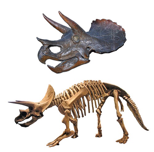 トリケラトプス 化石 値段