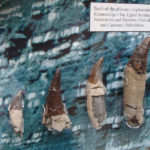 リオプレウロドンの化石情報！特徴とは！？