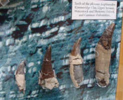 リオプレウロドン 化石