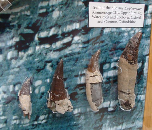 リオプレウロドン 化石