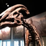 パラサウロロフスの化石の特徴について