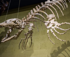 モササウルス 海 恐竜