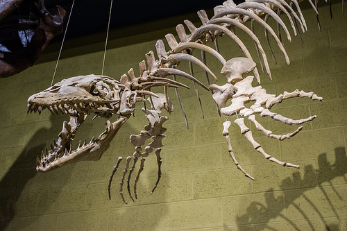 モササウルス 海 恐竜