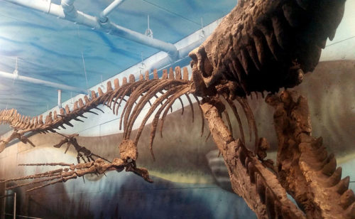 モササウルス シャチ 骨格