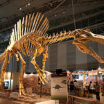 スピノサウルスお化石の値段ってどれくらい！？