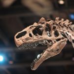 ティラノサウルスの歯が日本で発見されたって本当！？