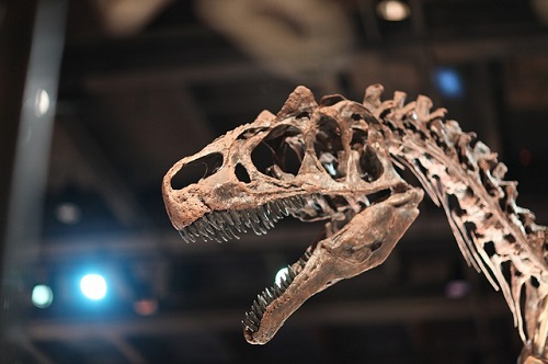 ティラノサウルス 歯 日本