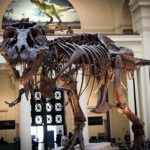 ティラノサウルスの骨の数ってどれくらいあるの！？