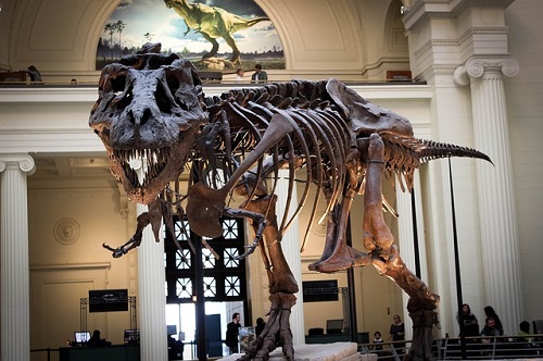 ティラノサウルス 骨 数