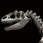 アロサウルスとティラノサウルスの違いは一体何！？