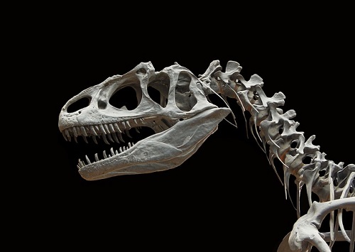 アロサウルス ティラノサウルス 違い