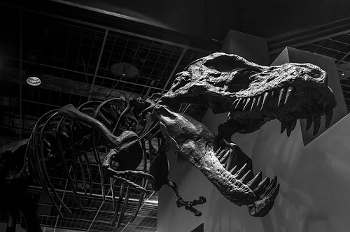 ティラノサウルス 歯 特徴 大きさ 本数