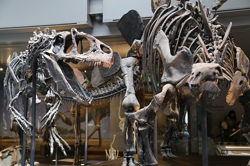  ティラノサウルス 恐竜 骨 
