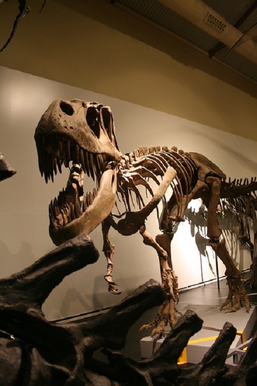 ティラノサウルス 恐竜 色