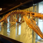 モササウルスの頭骨の大きさはどれくらい？