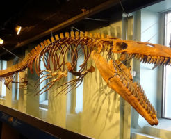 モササウルス 頭骨 大きさ