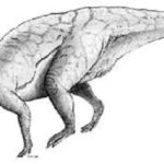 パラサウロロフスの化石の特徴について
