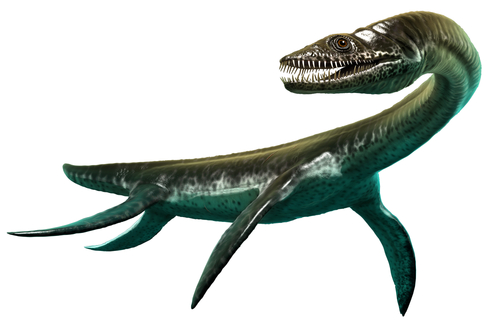 プレシオサウルス歯 化石