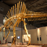スピノサウルスの化石の展示について
