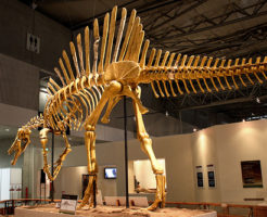 スピノサウルス 化石 展示