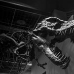ティラノサウルスの歯の特徴や大きさ、本数について