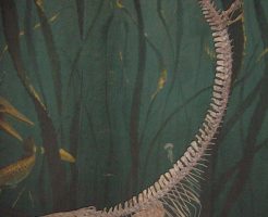 モササウルス 歯 価格