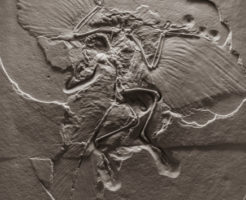 始祖鳥 恐竜 絶滅　