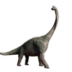 ブラキオサウルスの化石はどこで発見された？特徴とは！？