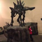 日本でステゴサウルスの化石が見れる場所は何処！？　
