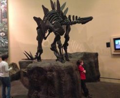 ステゴサウルス 化石 日本